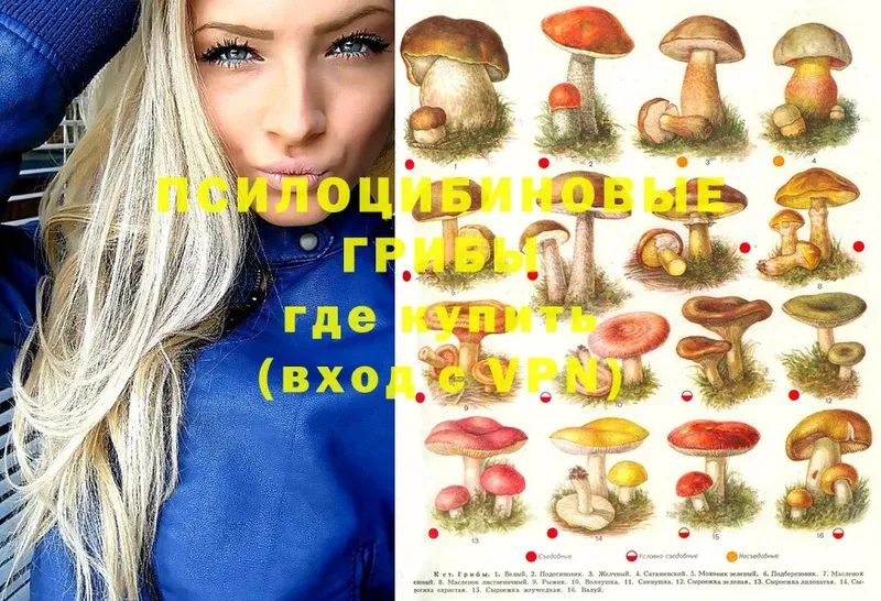 Галлюциногенные грибы Psilocybine cubensis  цены   Крымск 